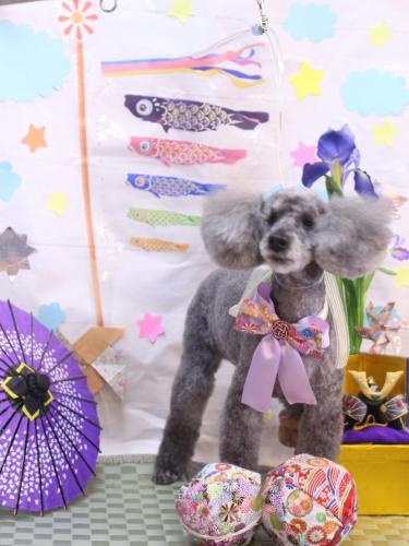 20240505さくらちゃん